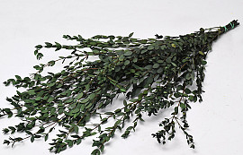 Eucalyptus Parvifolia Green 65cm 