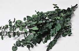 Eucalyptus Stuartiana Green 65cm