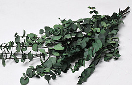 Eucalyptus Stuartiana Grün 65cm