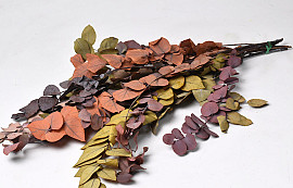 Eucalyptus Stuartiana mix 65cm
