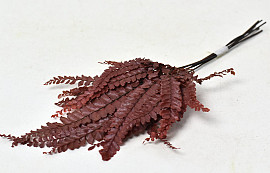 Ribbon Fern Red 15-20cm
