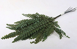 Pteris Fougère Vert H20cm 6pcs 