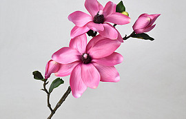 Magnoliatak Roze 75cm