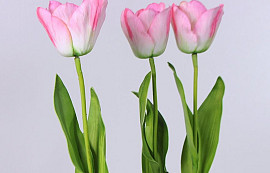 Tulip pink 65cm