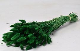 Lagurus Green 75cm