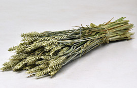 Bouquet Triticum (Blé) 70cm