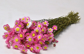 Acroclinium Pink 50cm