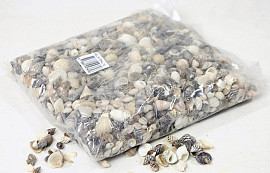 Muscheln Klein Mix  1Kg