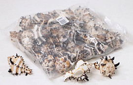 Shells Murex Indivia 1kg