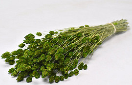 Bouquet Phalaris Vert 70cm