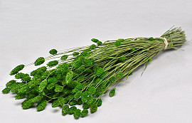 Bouquet Phalaris Vert Clair 70cm