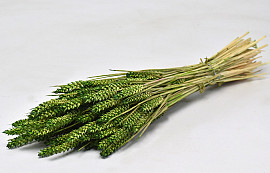 Bouquet Triticum Vert (blé) 70cm