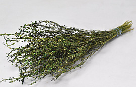 Lepidium 70cm Groen