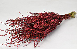 Lepidium 70cm Rot