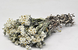 Edelweiss, Anaphalis 50cm