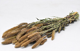 Setaria Italica 65cm (Foxtail Millet)