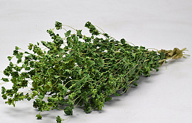 Bupleurum 65cm