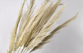 Wooly Pampas Gras 110cm