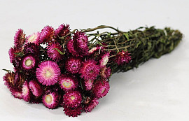 Helichrysum Rose Foncé 45cm
