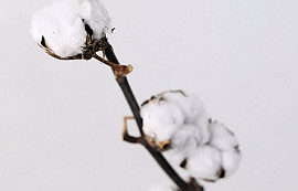 Cotton Balls on stem 65cm