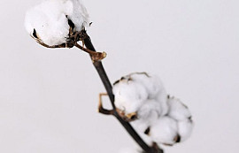 Cotton Balls on stem