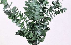 Eucalyptus Pulverulenta groen 60cm