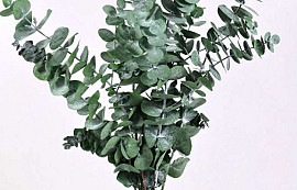 Eucalyptus Pulverulenta Vert 60cm.
