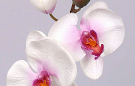 Phalaenopsis 33cm Weiss/Rosa