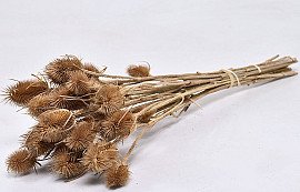 Cardoon Thistle 50cm