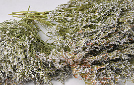 Statice Tatarica per kg