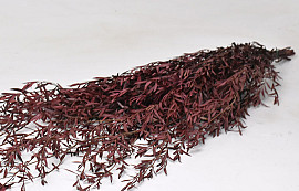 Lepto Lungifolia Rood