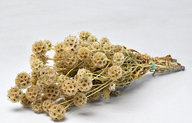 Bouquet de Scabiosa 50cm