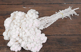 Helichrysum Immortelle White 30cm 