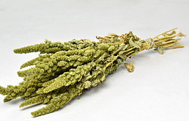 Amaranthus Green