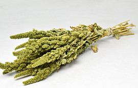 Amaranthus Groen