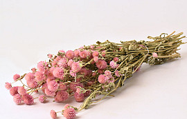 Gomphrena Rose Pastel 50cm