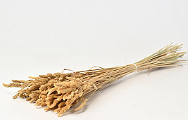 Pluimgras 100gr. 60cm