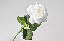 Rose Cream D6cm L43cm