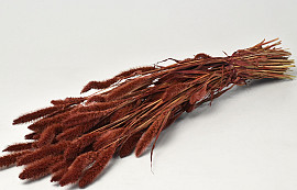 Setaria Red Brown 65cm