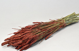 Bouquet Triticum Rouge-Marron (blé) 70cm