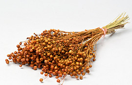Linum Orange 40cm