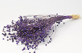 Linum Violet 40cm