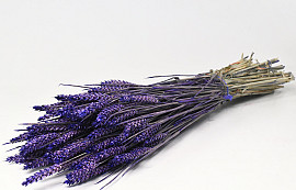 Bouquet Triticum Violet 70cm (blé)