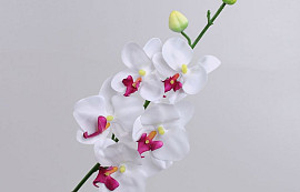 Phalaenopsis 75cm Weiss
