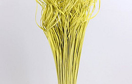 Curly Ting Yellow 300 Stems