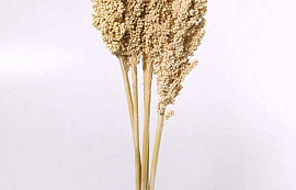 Indian Corn Blanchi 75cm