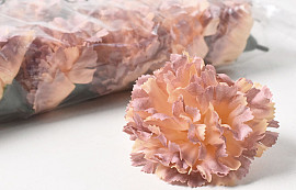 Carnation Pale Peach D9cm