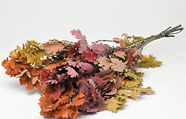 Oak Leaves Mix 50-60cm