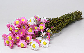 Acroclinium Pink Mix 50cm