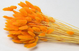 Bouquet Lagurus Orange 65cm